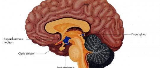 Núcleo supraquiasmático: el reloj interno del cerebro