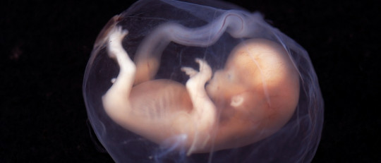 El desarrollo del sistema nervioso durante la gestación