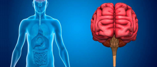 Sistema nervioso autónomo