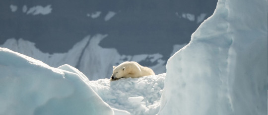 Por qué no podemos bloquear los pensamientos: el oso blanco de Tolstoi