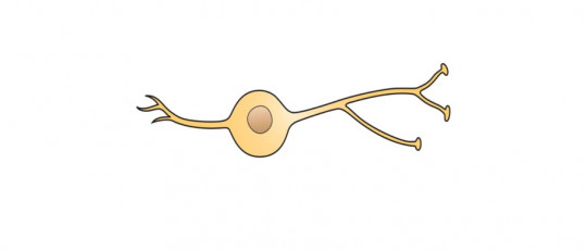 Neuronas bipolares: morfología, ubicación y funciones