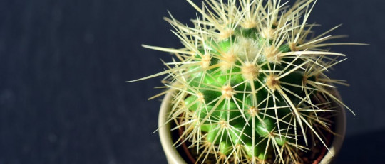 Aicmofobia: miedo irracional a objetos afilados o punzantes