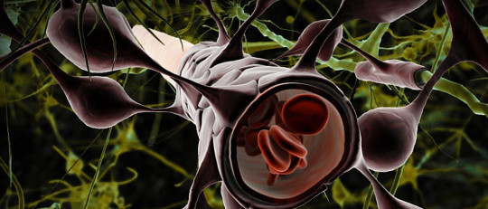 Oligodendrocitos: qué son, tipos y funciones de estas células