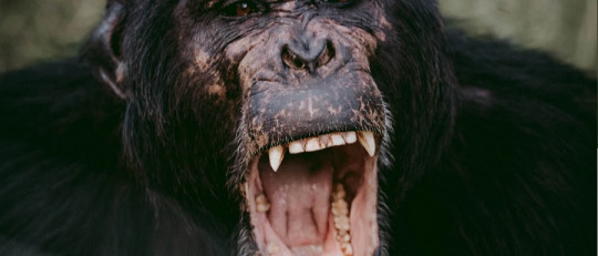 ¿Tienen sentido del humor los animales?