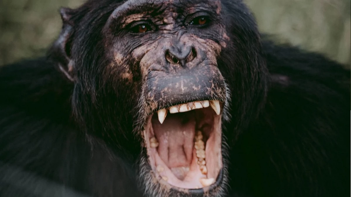 30 frases de Navidad para WhatsApp graciosas con las que felicitar a los  tuyos, image size:1200x675