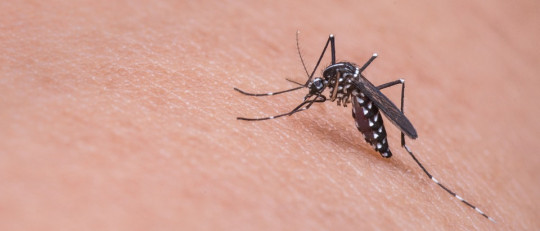 Encefalitis japonesa: síntomas, causas y epidemiología