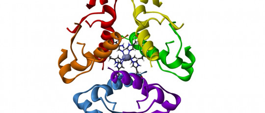 Vasopresina (hormona antidiurética): estas son sus funciones