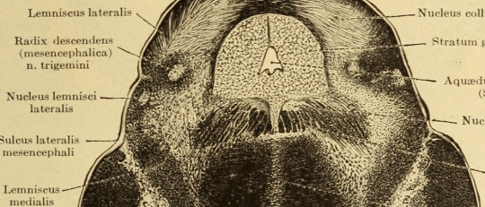 Área tegmental ventral: anatomía, funciones y trastornos