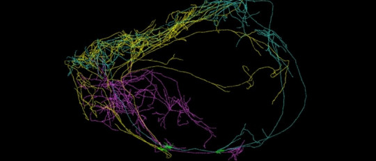 Se descubren neuronas gigantes asociadas a la consciencia