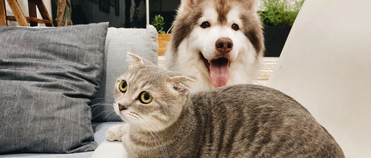 Son más inteligentes los gatos o los perros