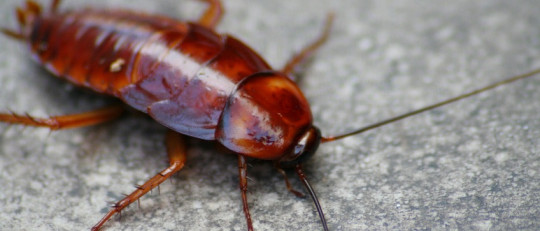 Miedo a las cucarachas (blatofobia): causas, síntomas y consecuencias