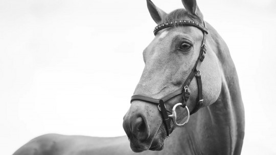 La terapia con caballos para tratar la adicciones