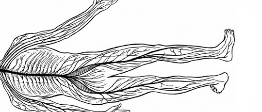 Sistema nervioso periférico (autónomo y somático): partes y funciones