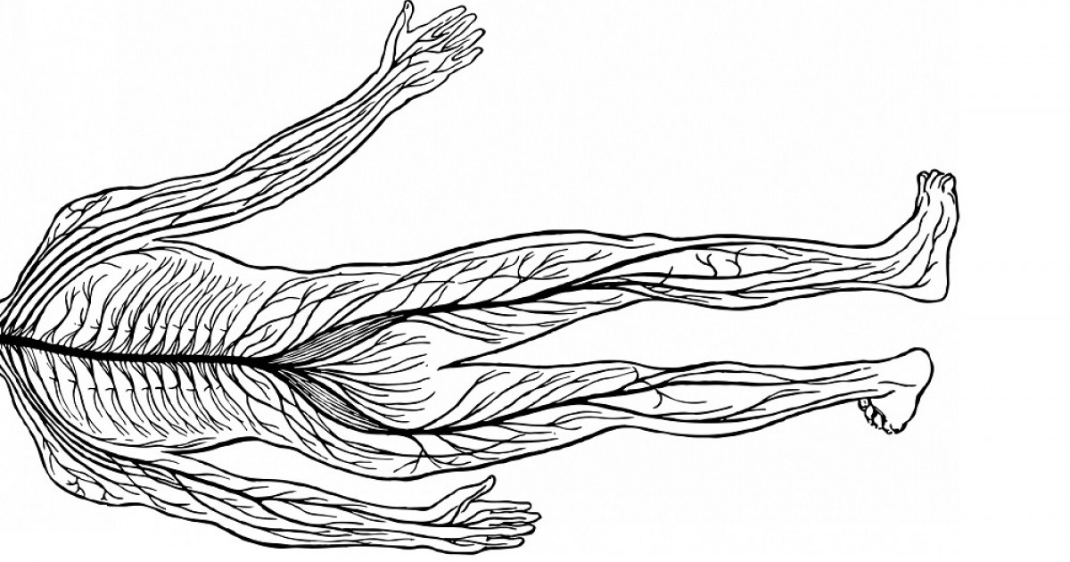 Нервы мышц. Нервная система. Нервная система человека. Нервы человека анатомия. Нервная система рисунок.