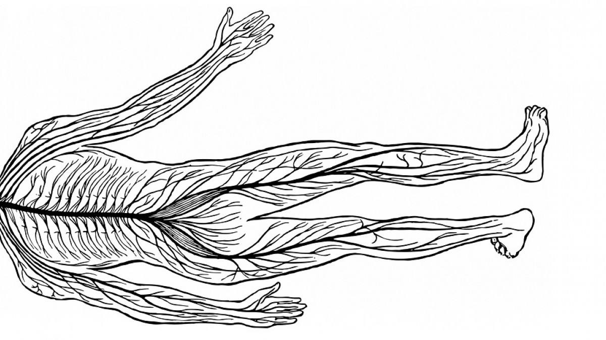 El sistema nervioso periférico (autónomo y somático)
