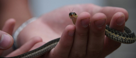 Condicionamiento de la evitación