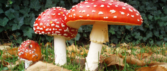 Setas alucinógenas: estos son sus efectos en nuestra mente