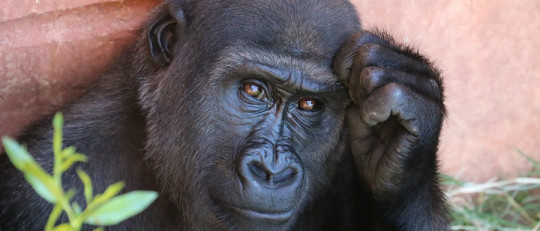 Diferencias entre los homininos y los homínidos