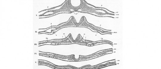 Neurulación: el proceso de formación del tubo neural