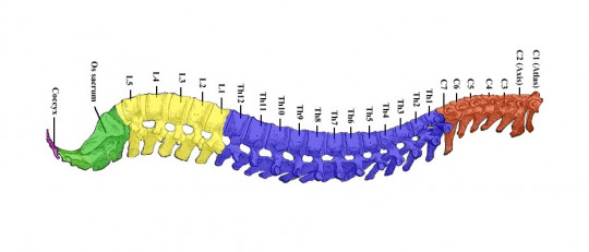 Las 11 principales enfermedades de la columna vertebral
