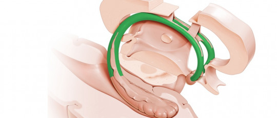 Fórnix (o trígono cerebral): anatomía y funciones