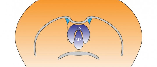 Núcleos septales: funciones y conexiones nerviosas