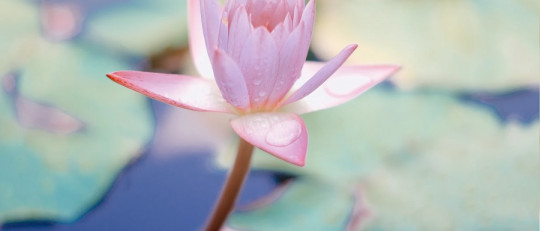 La aportación de las terapias complementarias en tratamientos de adicción