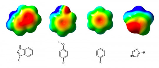 Qué es un aminoácido