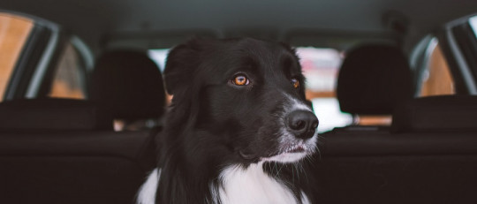 Canon de Lloyd Morgan