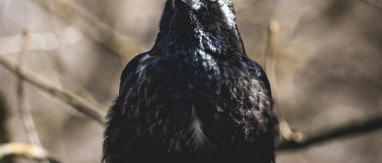 ¿Tienen los pájaros autoconciencia?