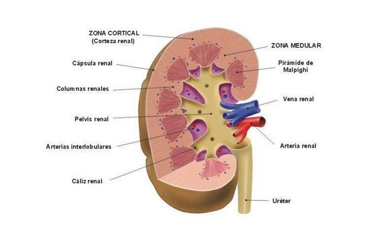 nitrógeno error Contaminado Las 4 partes del riñón más importantes, y sus funciones