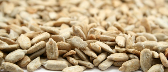 11 beneficios y propiedades de las pipas de girasol