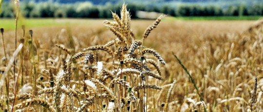 Orígenes de la agricultura