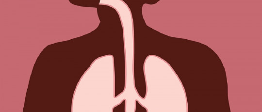 Sistema respiratorio