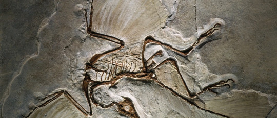 Las aves son dinosaurios