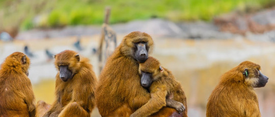 ¿Existe la empatía en el reino animal?