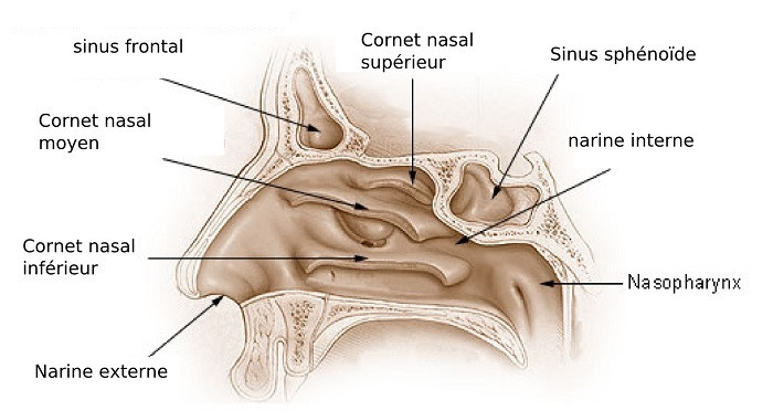 Cavidad nasal