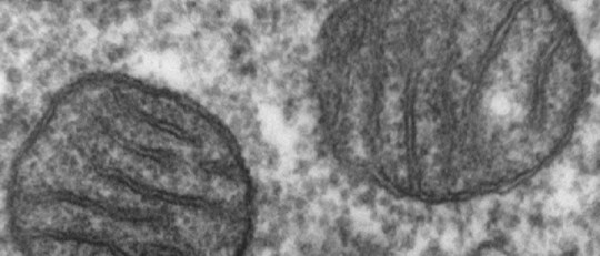 ADN mitocondrial