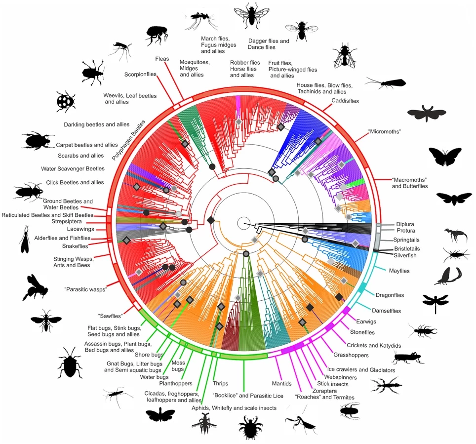 La teoría de la evolución biológica: qué es y qué explica