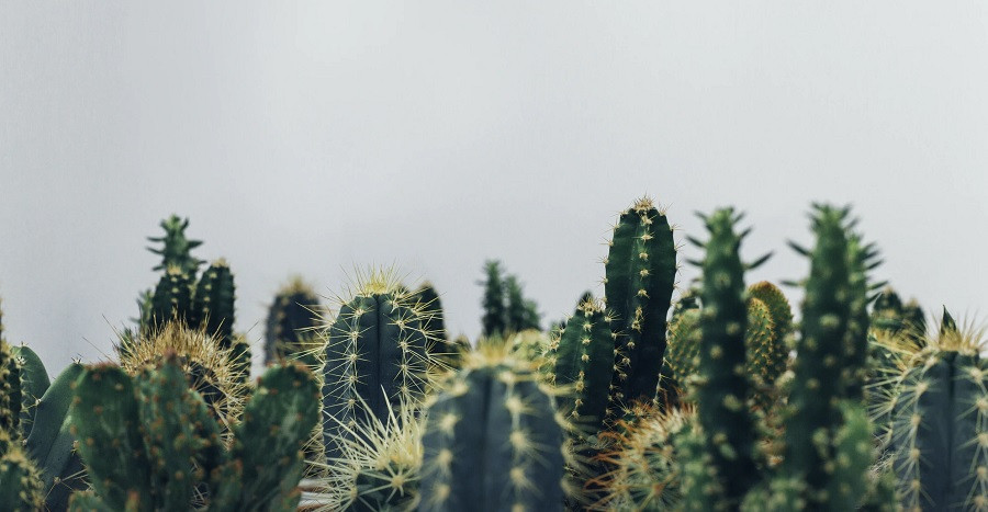 Tallos de cactus