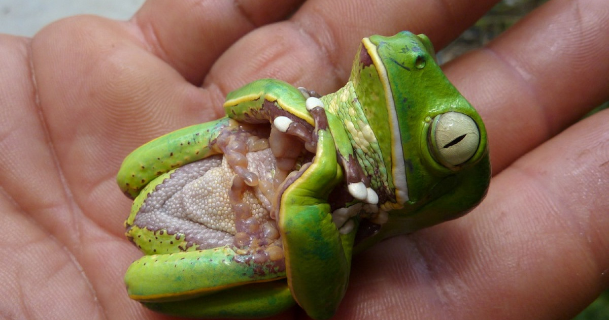 Tanatosis ¿qué es y qué animales la practican?