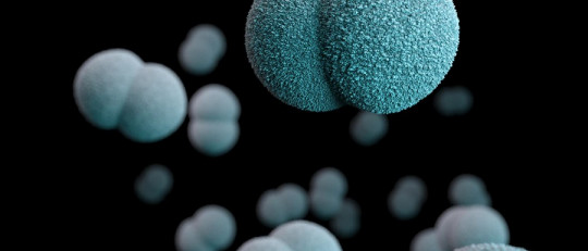 Los tipos de reproducción y sus características