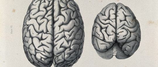 ¿Podemos crear cerebros de laboratorio con consciencia?