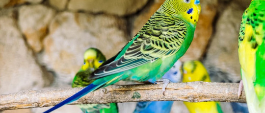 Las diferencias entre clado, taxón y grupo monofilético