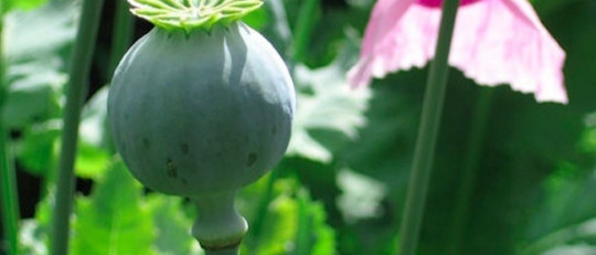 La adicción a los medicamentos opiáceos