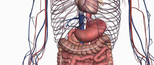 Así es el diálogo químico entre tu cerebro y tu estómago