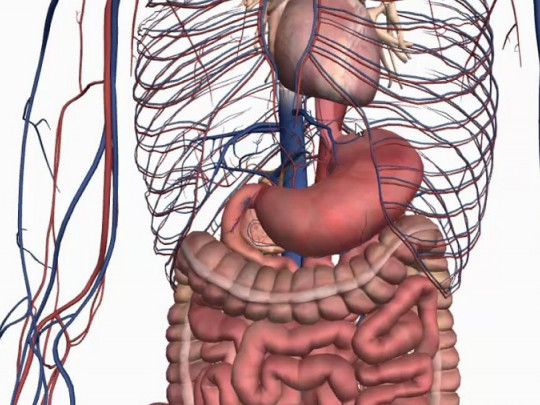 Así es el diálogo químico entre tu cerebro y tu estómago