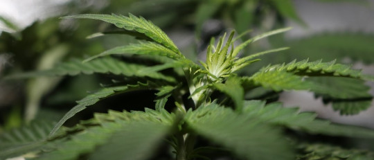 Estos son los 4 efectos beneficiosos de la marihuana en el síndrome de Tourette