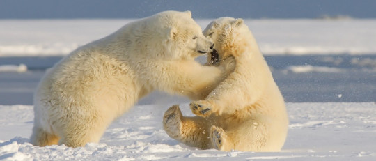 Especiación alopátrica