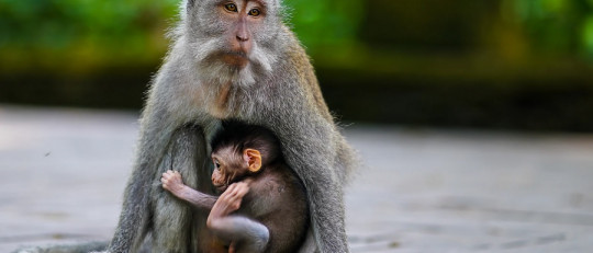 ¿Existe el altruismo en animales?